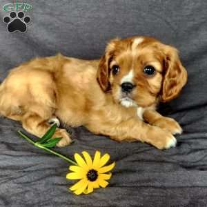 Mr Hillbilly, Cavalier King Charles Spaniel Puppy